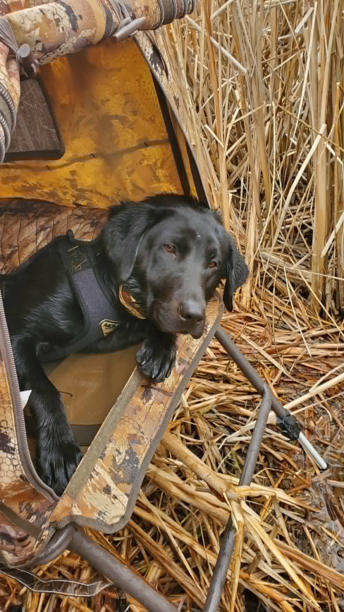 Custom Dog Marsh Life Cornhole Board Wrap Set Duck Hunting